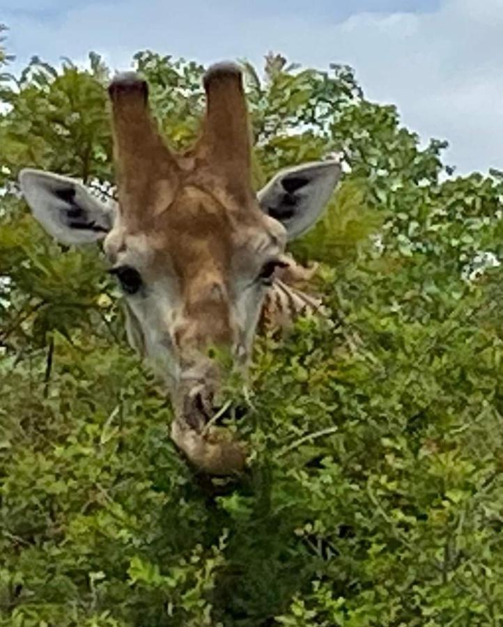 Overnight Stop Before Kruger National Park Phalaborwa Luaran gambar