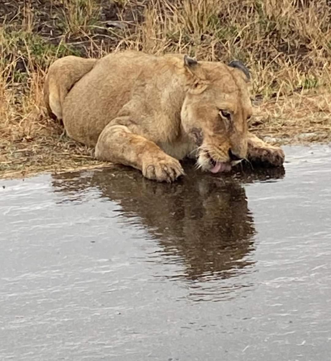 Overnight Stop Before Kruger National Park Phalaborwa Luaran gambar