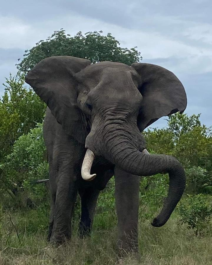 Overnight Stop Before Kruger National Park Phalaborwa Luaran gambar