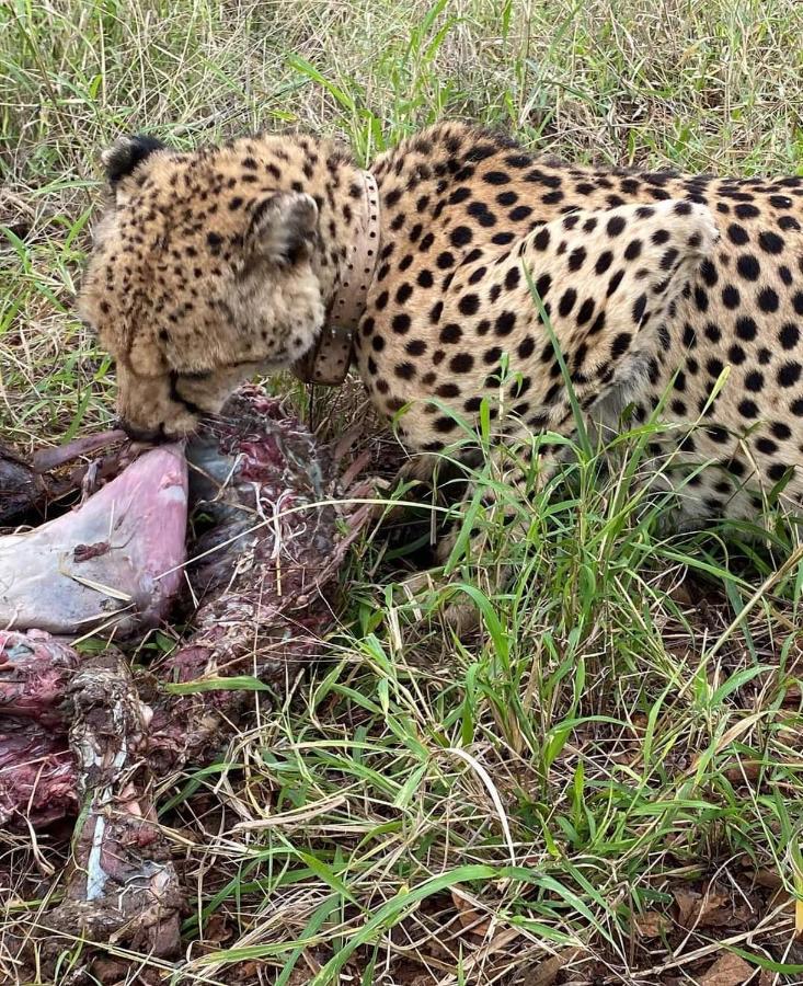 Overnight Stop Before Kruger National Park Phalaborwa Luaran gambar